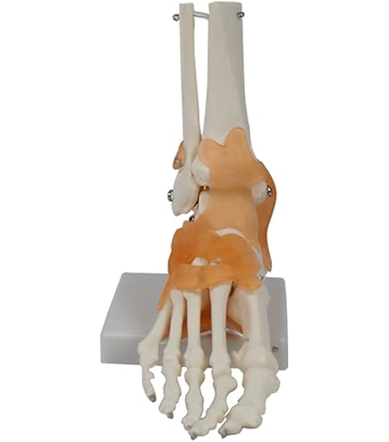 Mua Evotech Scientific Human Foot And Ankle Model, Life Size Medical Anatomy Foot Skeleton Model Wtibia Fibula Right Fully Articulated Human Skeleton Model For Medical Study Science Classroom B08mxqxfzp