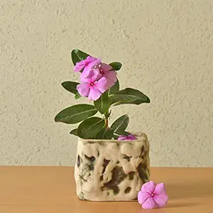StyleMyWay 4?X4? Square Planter Pot | Planter for Balcony | Flower Pots for Garden | Living Room Decorative Plant Bucket | Office Planters