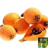 Apresurado tierras limitada planta excluidos regulares semillas de embellecimiento de nÃ­spero en lomo s y Ã¡rboles frutales 5 semillas (pi pa)