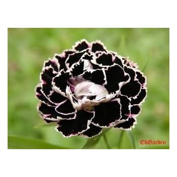 claudia carnation