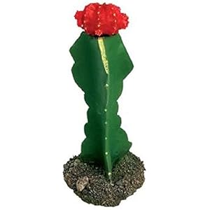 Haquoss Dekoration Kaktus 1