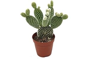 NATURGARDEN Cactus Pala 5cm Opuntia Microdasys Albispina Cactus Pequeño en Maceta