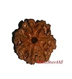 Generic indianstore4all 7 Mukhi Nepal Rudraksha