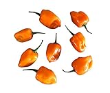 Semillas Pack 10 HABANERO ORANGE semillas de pimienta caliente, Por samenchilishop - Semillas store-