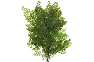 Decoflorales® - Konservierter Natur Lutti Farn; 1 Bund; Länge 14-18 cm