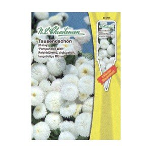 Tausendschön, Bellis perennis, Pomponette Weiss - (Portion)