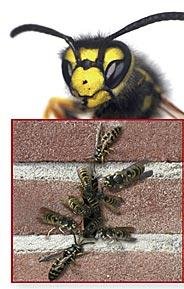 20 er Set Stoßfugenlüfter Bienenbeisser Fugenlüfter 50mm rostfrei aus Edelstahl - 5