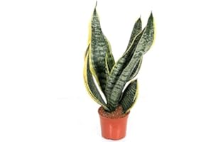 HENSITA Sansevieria Trifasciata - Mother in Law's Tongue Beautiful Indoor Flowering Snake Plant – Easy Care Air Purifying Plant