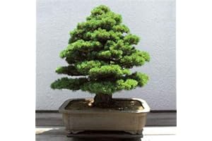 Bloom Green Co. Sacré vrai Cèdre du Japon Bonsai, Arbre intérieur mixte usine Paquet professionnel 30 pièces Semillas Bonsai usine pour la maison & amp; Jardin: 10