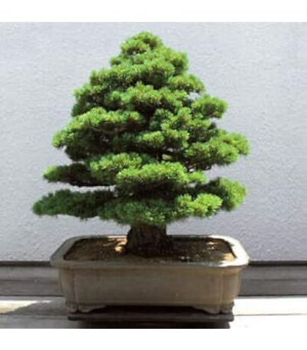 Semi Di Acero Giapponese Blu Cielo - 10 Semi Rari Per Bonsai, Perfetti Per Balcone E Giardino - Foto 9