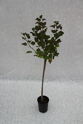 Johannisbeere Rovada, Hoch-Stamm im 4 Liter Topf, Stammhöhe 90 cm - 2