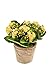 Produktbild Künstliche Kalanchoe FAJRA mit Blüten, gelb, 22 cm - Deko Blume / Kunst Pflanze - artplants