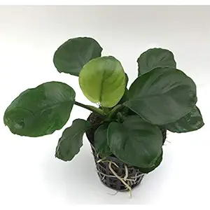 Amaze Aqua Echinodorus Bleheri Aquarium Plants - Amazon Sword