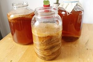 Small Scoby from Kombuchaorganic® UKAS LAB Quality Tested Outstanding Certified Organic