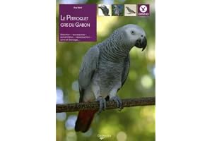 Le perroquet gris du Gabon