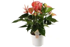 Plante d'intérieur de Botanicly – Flamingoblume – Hauteur: 60 cm – Anthurium Livium Red
