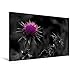 Produktbild Calvendo Premium Textil-Leinwand 120 cm x 80 cm Quer, Blüte Einer Mariendistel, ColorKey | Wandbild, Bild auf Keilrahmen, Fertigbild auf Echter Leinwand. Mariendistel als ColorKey Natur Natur