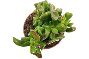 Crassula Hobbit DECOALIVE Mini Planta Suculenta Crassula Ovata Natural