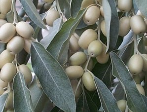 Russische Olive – Elaeagnus angustifolia – Samen - 2