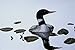 Produktbild 591045 Yellow billed Loon A4 Photo Poster Print 10x8