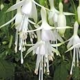 Pack x6 Hardy Bush Fuchsia 'Hawkshead' Summer Garden Plug Plants