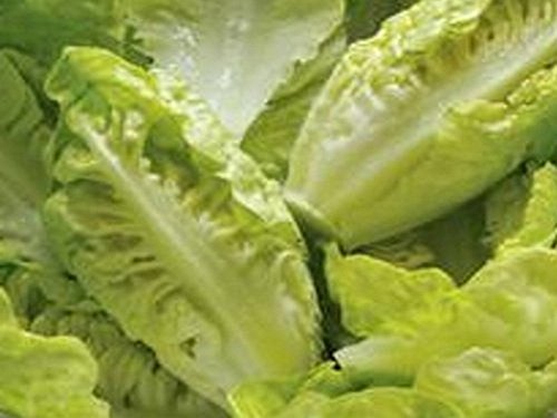 Romana-Salat - Little Gem (200 Samen)