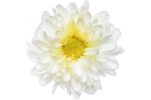 Fresh Chrysanthemum/Shevanti Flower White, 100 g