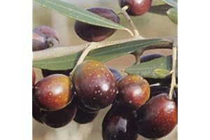 Vivai Gardenhome - Olivo Pendolino