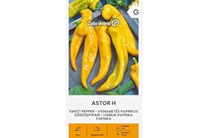 ŽALIA STOTELĖ Zalia stotele | SEMILLAS DE PIMIENTO DULCE HALLO | Semillas de hortalizas | Semillas pimiento | Semillas de plantas | Semillas de jardín | 1 paquete