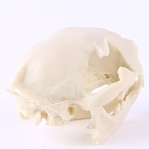 Gazechimp weiß Katze Schädel Figur Replik Lehr Skelett für Aquarium Haus Party Dekor - 4