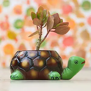 Lasaki Tortoise Big Ceramic Pots for Indoor Plants,Planters,Flower pots,gamla for Outdoor,Balcony,Home,Garden,Office Decor,Succulent Pot (Hand Painted Green Neck)(L:19.5 cm, W:13.5 cm, H:7 cm)