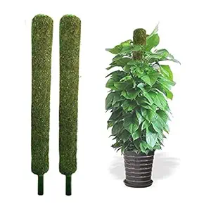 WingDong 3 feet Set of 2 pcs Moss & Coir Stick for Money Plant Support, Indoor Plants, House Plants & Plant Creepers (2)