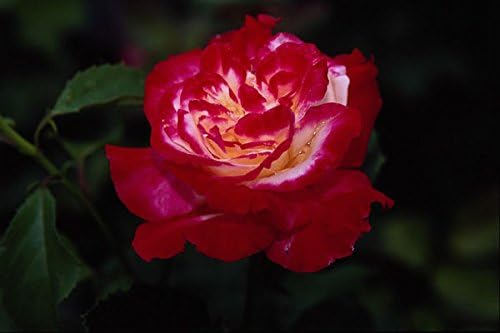 476062 Double Delight Hybrid Tea Rose 'Andeli' A4 Photo Poster Print 10x8