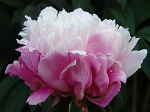 Peony lactiflora Peaches &amp; Cream hardy perennial