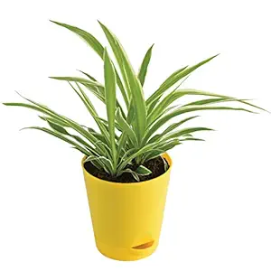 Ugaoo Chlorophytum Spider Plant with Self Watering Pot