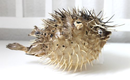 maritime Dekoration - Pez globo (20-22 cm, para colgar)