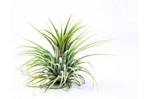 BIOTOPE AQUATICS LTD Air Plant - Easy to Keep House Airplant - Tillandsia Gift Bromeliad (Ionantha Ionantha)