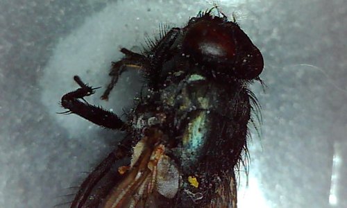 Dino-Lite AM2111 Handheld Microscope