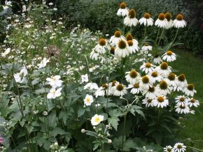 Sonnenhut ‚Alba‘ – Echinacea purpurea ‚Alba‘ – Beetstaude - 2
