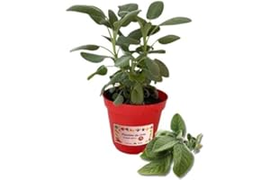 P. Piantine da Orto | Salvia, Pianta in Vaso Diametro 14 cm, Pianta Pronta per il Trapianto, Pianta Vera da Esterno, Piantina Aromatica per Balcone o Terrazzo, Vivaio Italiano