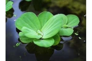 Floratica Water Lettuce (Pistia Stratiotes) Live Aquarium Plants Tropical Fish Tank Oxygenating Floating Shrimp Safe Snail Free (6)
