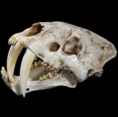 LongBai The living room ornaments70cm -skull favorite synthetic resin desktop part Halloween gift , Sabre Tooth Tiger