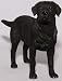 Produktbild Schwarzer Labrador Hunde-Figur