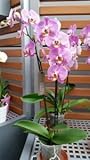 Orchidee Phalaenopsis, rosa, 3 Rispen, min. 15 Blüten,...