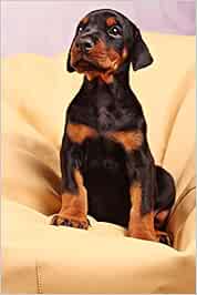 doberman online store