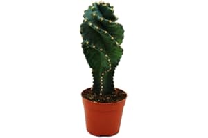 EXOTENHERZ Cereus Jamacaru Spiralis, cactus spiralés en mini format dans un pot de 6,5 cm