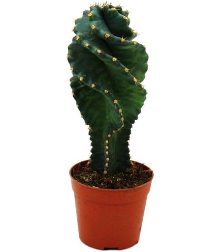 kunstpflanze baum Ficus Umbrella Baum 125 cm