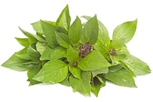 100g Frisches Thai Basilikum Thaibasilikum frisch süßes Pamai Pai®