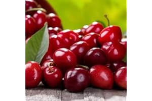 FLORES FRESCAS ONLINE Cerezo Enano Autofértil PORTES GRATIS