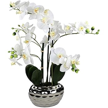 Amazon.de: Set 2 x Orchidee Cymbidium im Topf, grün-rosa